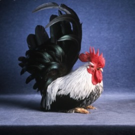 IBM面试题：一个人花8块钱买了一只鸡