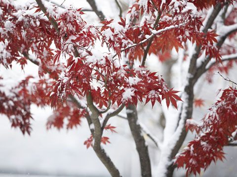 暴雪天上下班不慎摔伤算工伤吗？这4个问题要知道！