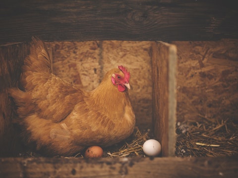 税务统征切忌“杀鸡取卵”，76%的企业怎么办？
